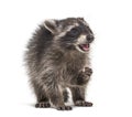 Young raccoon, eating mouth open, isolated
