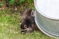 Young raccoon foraging in an allotment garden