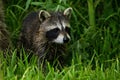 Young Raccoon In The Grass.