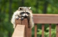 Young raccoon lying on deck railing.