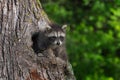 Young Raccoon (Procyon lotor) Paws Out of Knothole