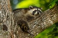 Young raccoon resting in the branch of a tree.