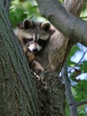 Young Raccoon Looking