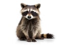 Young raccoon sitting and looking forward on a white background Royalty Free Stock Photo