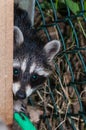 Young raccoons hide between a bridle and a pile of wood