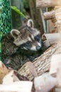 Young raccoons hide between a bridle and a pile of wood