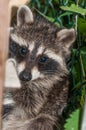 Young raccoons hide between a bridle and a pile of wood