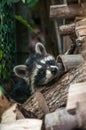 Young raccoons hide between a bridle and a pile of wood