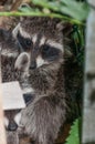 Young raccoons hide between a bridle and a pile of wood