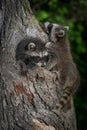 Young Raccoons Procyon lotor Clamber On Tree Royalty Free Stock Photo