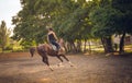 Young race horse in the arena for training