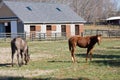 Young Race Horses