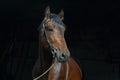 Young race sports horse portrait in dark stable