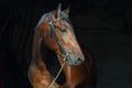 Young race sports horse portrait in dark stable