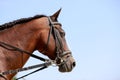 Side view portrait of a thoroughbred racehorse on blue sky background Royalty Free Stock Photo