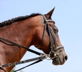 Side view portrait of a thoroughbred racehorse on blue sky background Royalty Free Stock Photo