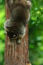 Young racoon climbing down a tree Royalty Free Stock Photo