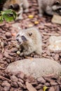 A young racoon at the zoo loudly defends its food