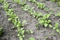 Young radish plants grow in the garden. Rows of planted reggie. In the garden there are several beds with young radishes Royalty Free Stock Photo