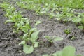 Rows of planted reggie. In the garden there are several beds with young radishes. Young radish plants grow in the garden Royalty Free Stock Photo