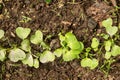 Young radish Raphanus sativus sprouts growing in greenhouse. Radish seedlings in the garden. Green leaves of radish Royalty Free Stock Photo