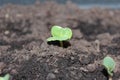 Young radish Raphanus sativus sprouts growing in greenhouse. Royalty Free Stock Photo