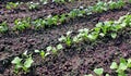 Young radish seedlings