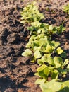 Young radish sprout. Soil with seedling sprouts. Cultivated radish field, earth day concept, plant in the ground, green world Royalty Free Stock Photo