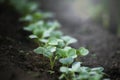 Young radish sprout Royalty Free Stock Photo