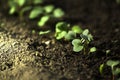 Young radish sprout Royalty Free Stock Photo