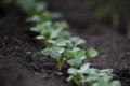 Young radish sprout Royalty Free Stock Photo