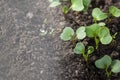 Young radish sprout Royalty Free Stock Photo