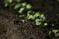 Young radish sprout Royalty Free Stock Photo