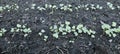 Young radish sprouts on a gardenbed Royalty Free Stock Photo