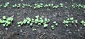 Young radish sprouts on a gardenbed Royalty Free Stock Photo