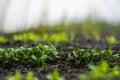 Young radish sprouts grow in soil in a home greenhouse. Home gardening. Healthy Organic Vegetables. Blurred white and