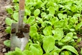 Young radish sprouts growing in the greenhouse. Radish seedlings in the garden. Green leaves of radish plant. Close up Royalty Free Stock Photo