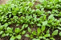 Young radish sprouts growing in the greenhouse. Radish seedlings in the garden. Green leaves of radish plant Royalty Free Stock Photo