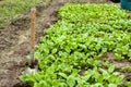 Young radish sprouts growing in the greenhouse. Radish seedlings in the garden. Green leaves of radish plant Royalty Free Stock Photo