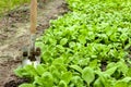 Young radish sprouts growing in the greenhouse. Radish seedlings in the garden. Green leaves of radish plant. Close up Royalty Free Stock Photo