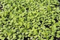 Young radish sprouts growing in the greenhouse. Radish seedlings in the garden. Green leaves of radish plant. Close up Royalty Free Stock Photo