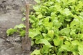 Young radish sprouts growing in the greenhouse. Radish seedlings in the garden. Green leaves of radish plant. Close up Royalty Free Stock Photo