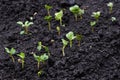 Young radish sprouts on moist vegetable bed on spring day. Beginning of cycle of work in garden Royalty Free Stock Photo