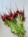 Young radishes, fresh radishes with soil collected in the garden, 2 bundles of radishes tied with a rubber band, radishes covered