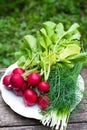 Young radishes and green onions