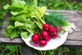 Young radishes and green onions