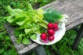 Young radishes and green onions