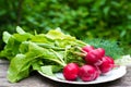 Young radishes and green onions