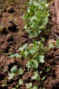 Young radishes in the ground in the garden