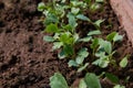 Young radishes in the ground in the garden